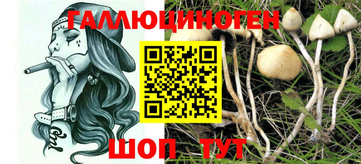 Псилоцибиновые грибы Cubensis Алексеевка